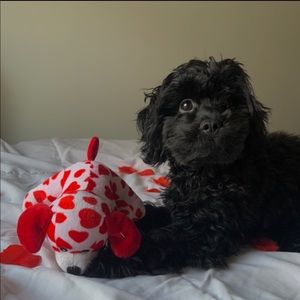 Meet your Posher, Nitza